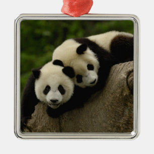 Ornement Métallique Bébés pandas géants (Ailuropoda melanoleuca)
