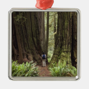 Ornement Métallique CA, parc d'État de Redwoods Jedediah Smith,