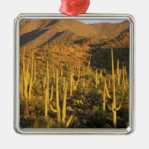 Ornement Métallique Cactus saguaro dans le parc national de Saguaro pr