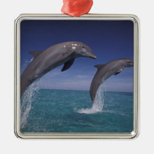 Ornement Métallique Caraïbes, dauphins Tursiops