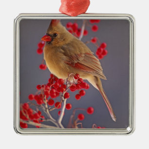 Ornement Métallique Cardinalis nordique femelle parmi les aubépines