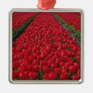 Ornement Métallique Champ de fleurs de tulipes, Pays-Bas, Hollande