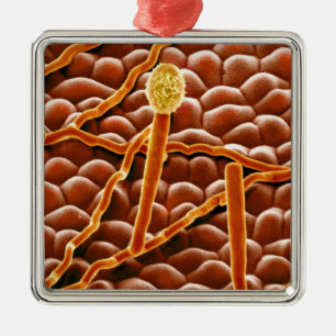 Ornement Métallique Champignon de rouille pulvérulente sur la