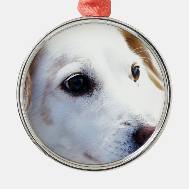 Ornement Métallique Chien blanc aux yeux fidèles, Animaux Animaux Chie (Devant)