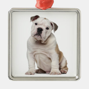 Ornement Métallique Chiot anglais de bouledogue (2 mois)