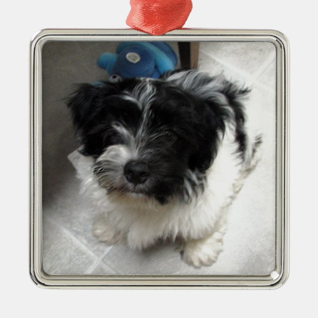 Ornement Métallique Chiot de délivrance de Havanese noir et blanc (Devant)