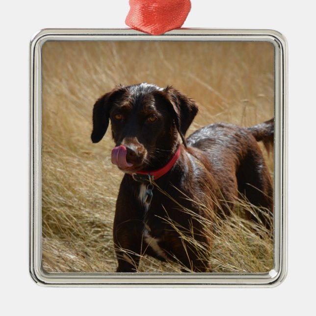 Ornement Métallique Chocolat Brown Labrador Retriever (Devant)