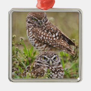 Ornement Métallique Chouette bractée, Athene cunicularia, Cape Coral,