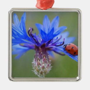 Ornement Métallique Coccinelle Fleurs Bleues Art Amour Paix Destinée V