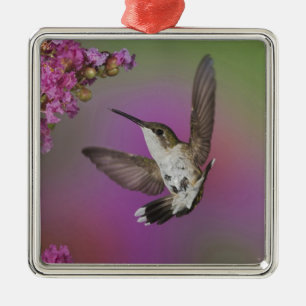 Ornement Métallique Colibri à gorge rubis mâle juvénile