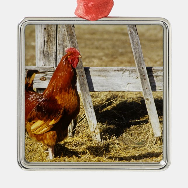 Ornement Métallique Coq Rhode Island Red (Devant)