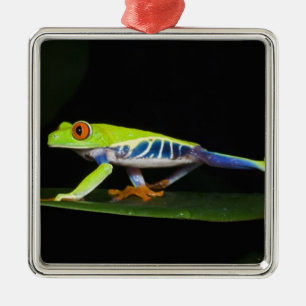 Ornement Métallique Costa Rica, Grenouille aux yeux rouges (Agalychnis