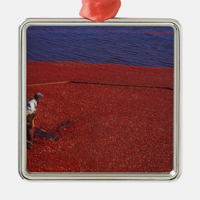 Ornement Métallique Cranberry Harvest, Middleboro, MA, États-Unis (Devant)