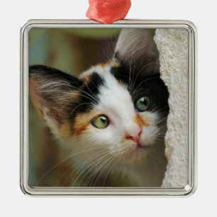 Ornement Métallique Cute Curieux Chat Kitten Prying Eyes Portrait Phot