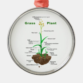 Ornement Métallique Diagramme d'usine de Graminoids d'herbe
