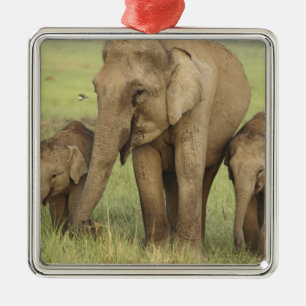 Ornement Métallique Éléphant d'Asie indien et jeunes