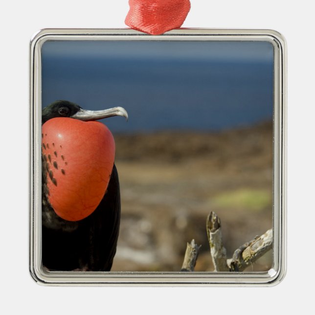 Ornement Métallique Equateur, Galapagos, île de Genovesa. Prince (Devant)