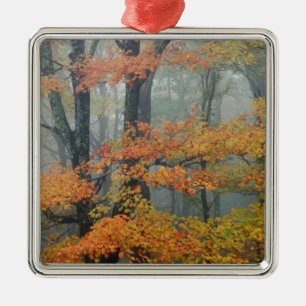 Ornement Métallique Érable rouge, Acer rubrum, portrait dans le brouil