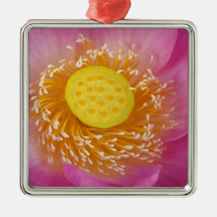Ornement Métallique États-Unis; Caroline du Nord; Lotus fleurissant d