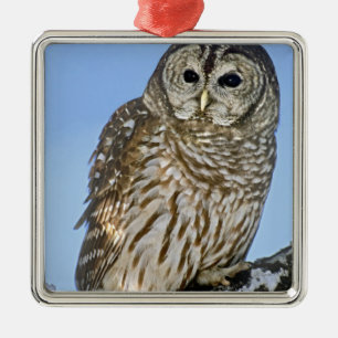 Ornement Métallique États-Unis, Colorado. Portrait de hibou moyen-duc 