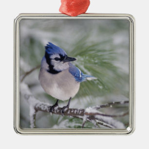Ornement Métallique Geai bleu, Cyanocitta cristata