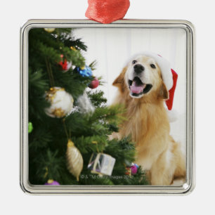 Ornement Métallique Golden retriever qui observe l'arbre de Noël