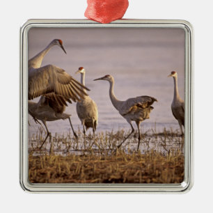 Ornement Métallique Grues du Canada Grus canadensis) Platte