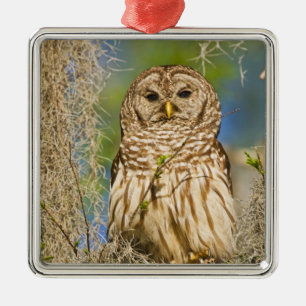 Ornement Métallique Hibou moyen-duc (Strix varia) perché dans un cyprè