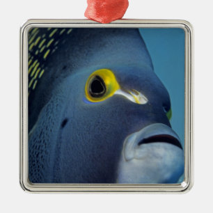 Ornement Métallique Îles Caïmans, Poisson ange français Pomacanthus