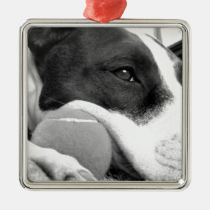 Ornement Métallique joli chien pitbull au look triste noir et blanc av