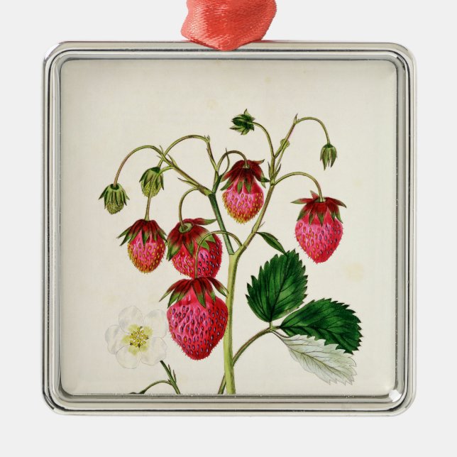 Ornement Métallique La fraise de Roseberry, gravée par Watte (Devant)