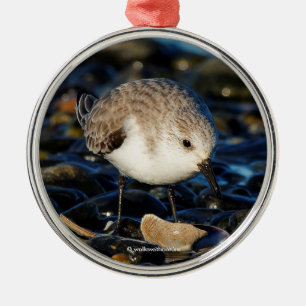Ornement Métallique Le Beau Sanderling Déguste En Bord De Mer