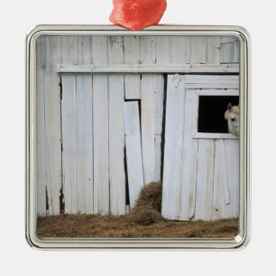 Ornement Métallique Le collage de cheval dirigent la fenêtre de grang