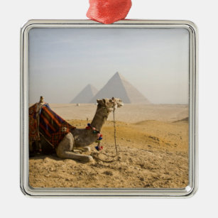 Ornement Métallique L'Egypte, le Caire. Un chameau solitaire regarde