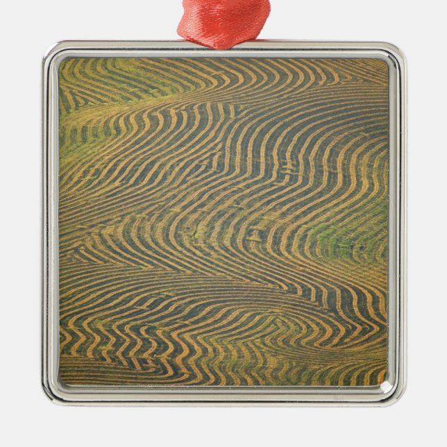 Ornement Métallique Les pois de lentille sont en lacet et attendent d' (Devant)