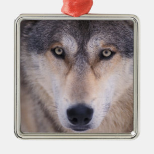 Ornement Métallique loup gris, Canis lupus, gros plan sur les yeux