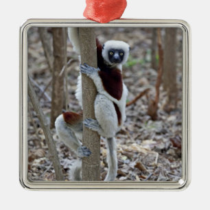 Ornement Métallique Madagascar, réserve d'Ankarafantsika ; Ampijoroa ;