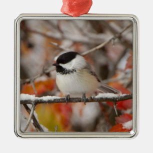 Ornement Métallique Mésange à tête noire adulte dans la neige