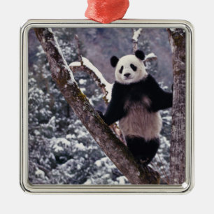 Ornement Métallique Panda géant debout sur un arbre, Wolong, Sichuan,