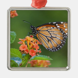Ornement Métallique Papillon soldat (Danaus eresimus) en train de se n