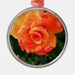 Ornement Métallique Photographie de rose orange vibrante