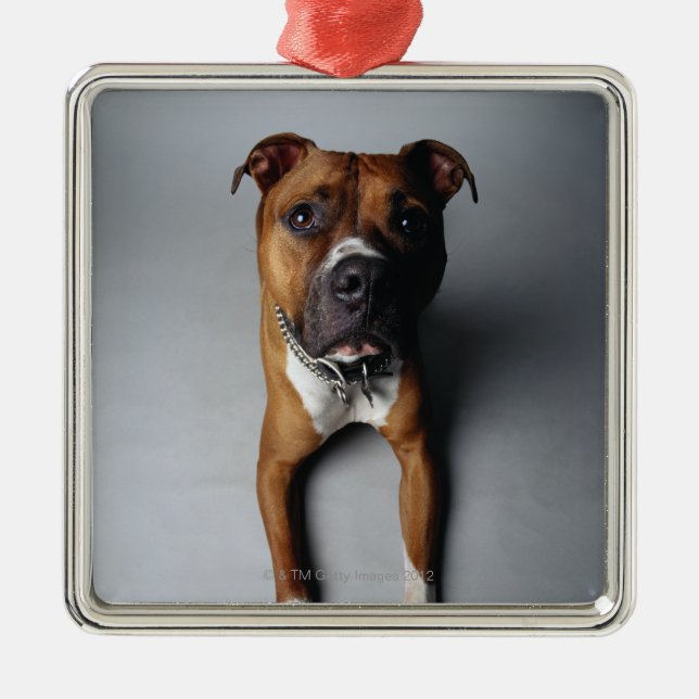 Ornement Métallique Pit Bull Terrier En Bas (Devant)