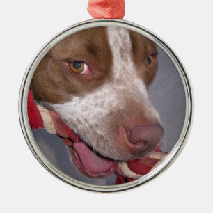 Ornement Métallique Pitbull effronté