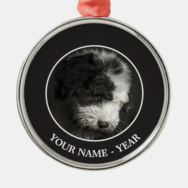 Ornement Métallique Portrait de chiot de queue écourtée dans le studio (Devant)