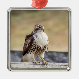 Ornement Métallique Portrait d'un Hawk à queue rouge immature