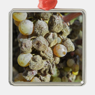 Ornement Métallique Raisins de Sémillon avec pourriture noble. au mome