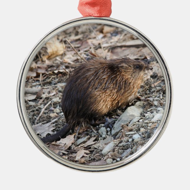 Ornement Métallique Rat musqué (Devant)