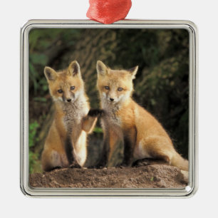 Ornement Métallique Renardeau renard roux devant terrier Vulpes vulpes