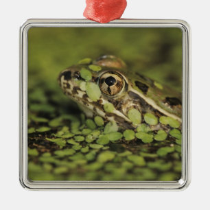 Ornement Métallique Rio Grande Leopard Frog, Rana berlandieri,
