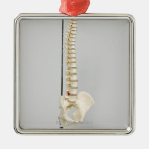 Ornement Métallique Squelette de chiropractie